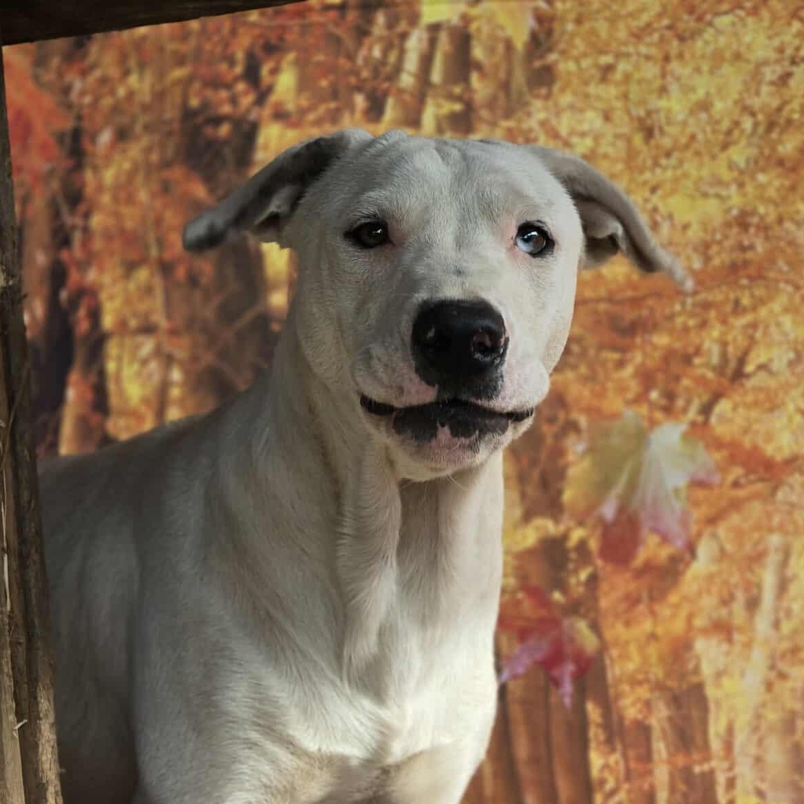 Happy, a Adoptable Mixed Breed in Kennewick, WA image 5/6