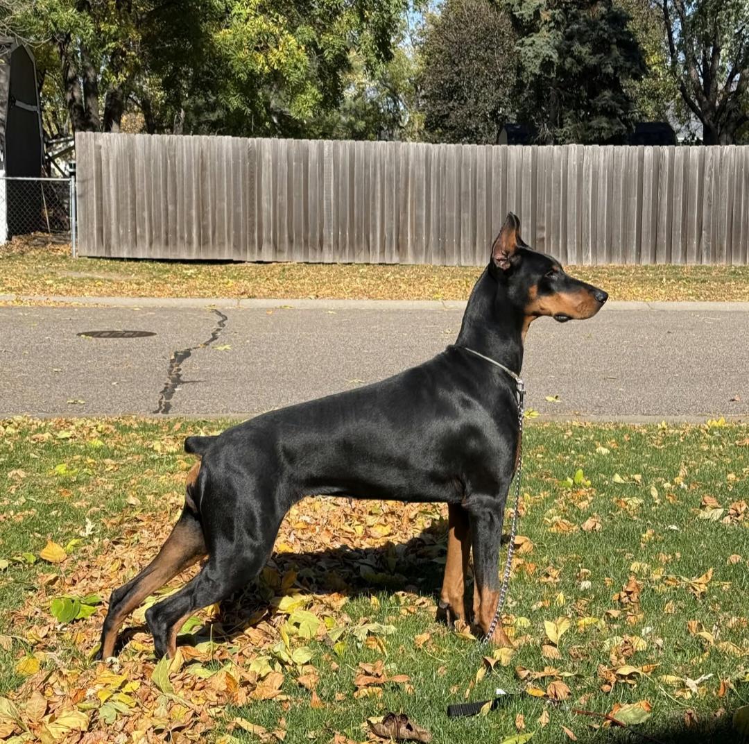 Enlarge Ayzal, a Adoptable Doberman Pinscher in Buffalo, MN image 1/3