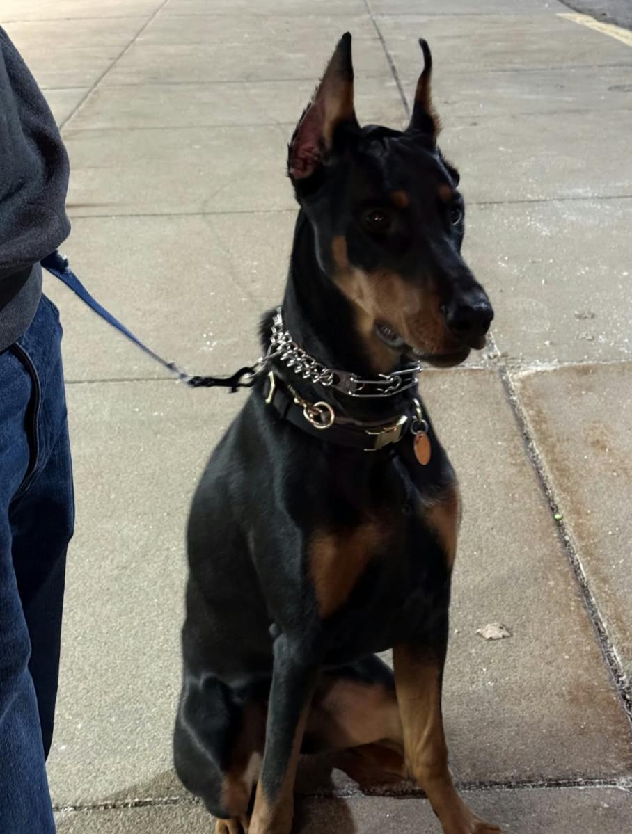 Enlarge Ayzal, a Adoptable Doberman Pinscher in Buffalo, MN image 2/3