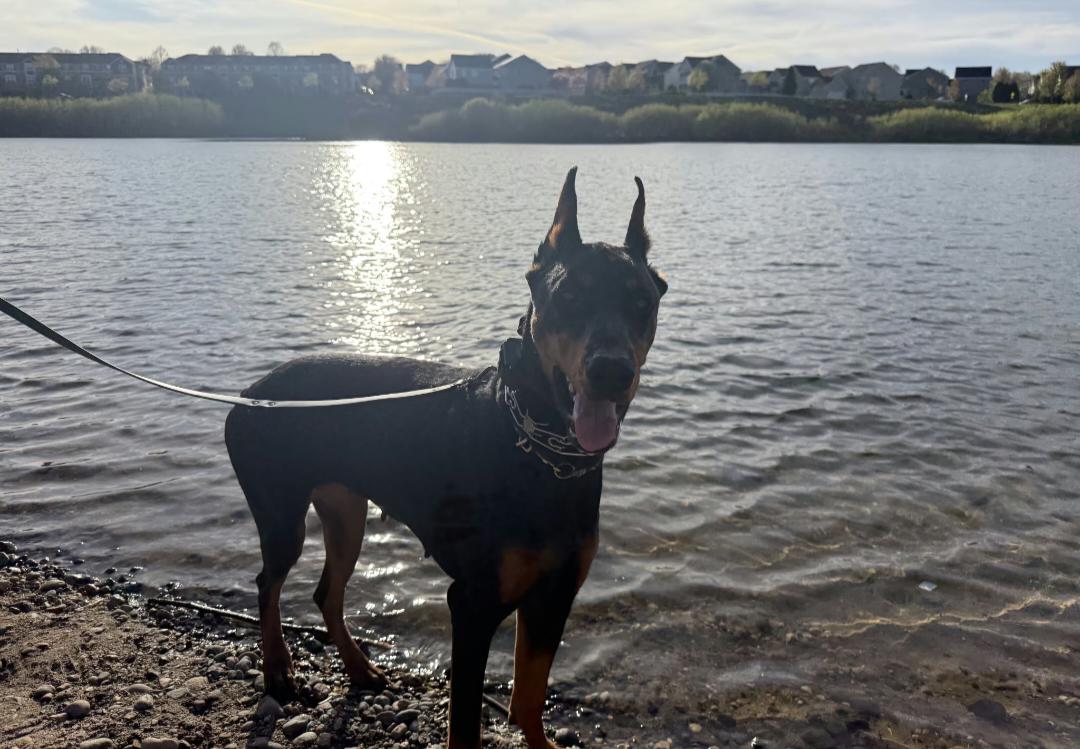 Enlarge Ayzal, a Adoptable Doberman Pinscher in Buffalo, MN image 3/3