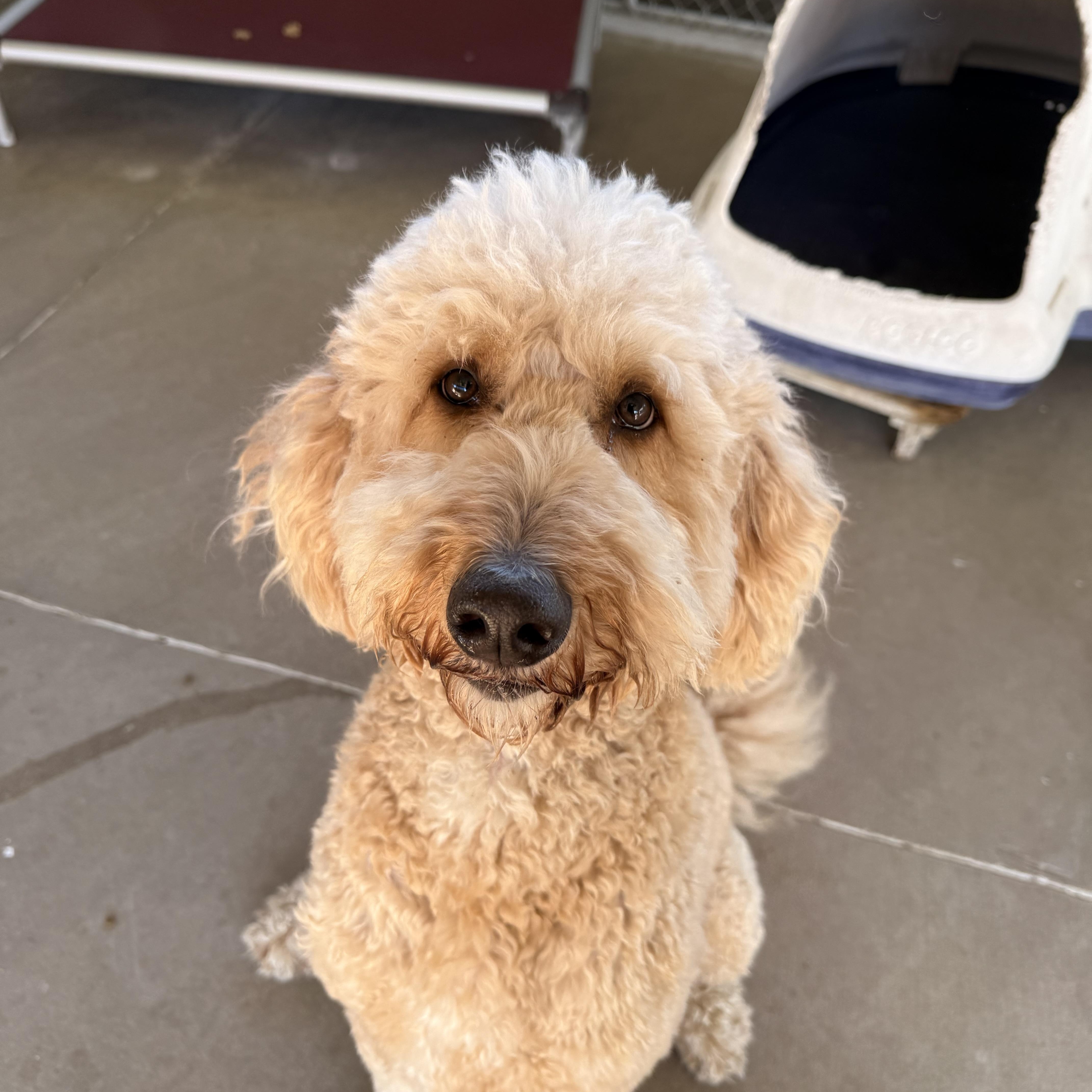 Enlarge Scottie, a Adoptable Goldendoodle in Pacific, MO image 2/3