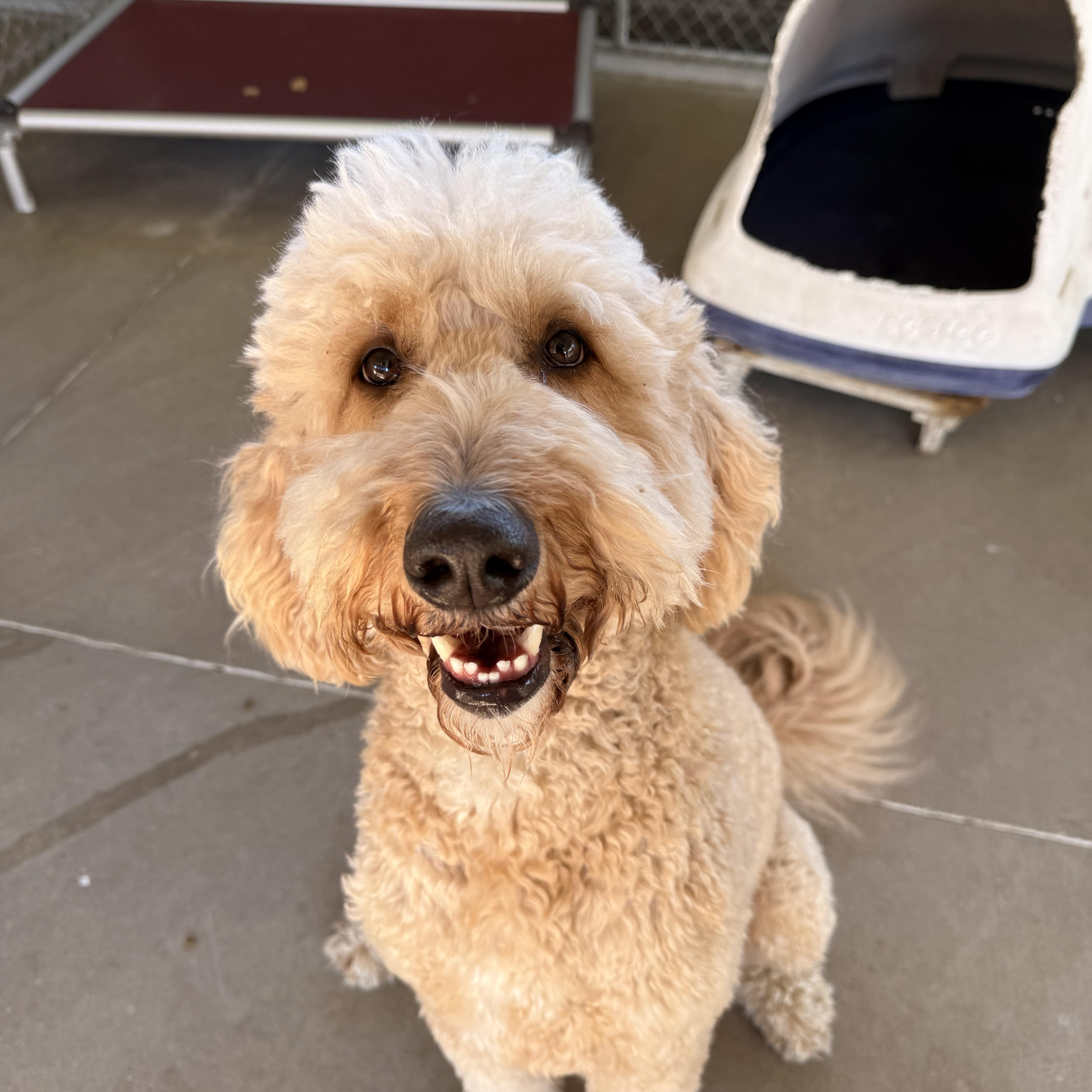 Enlarge Scottie, a Adoptable Goldendoodle in Pacific, MO image 3/3