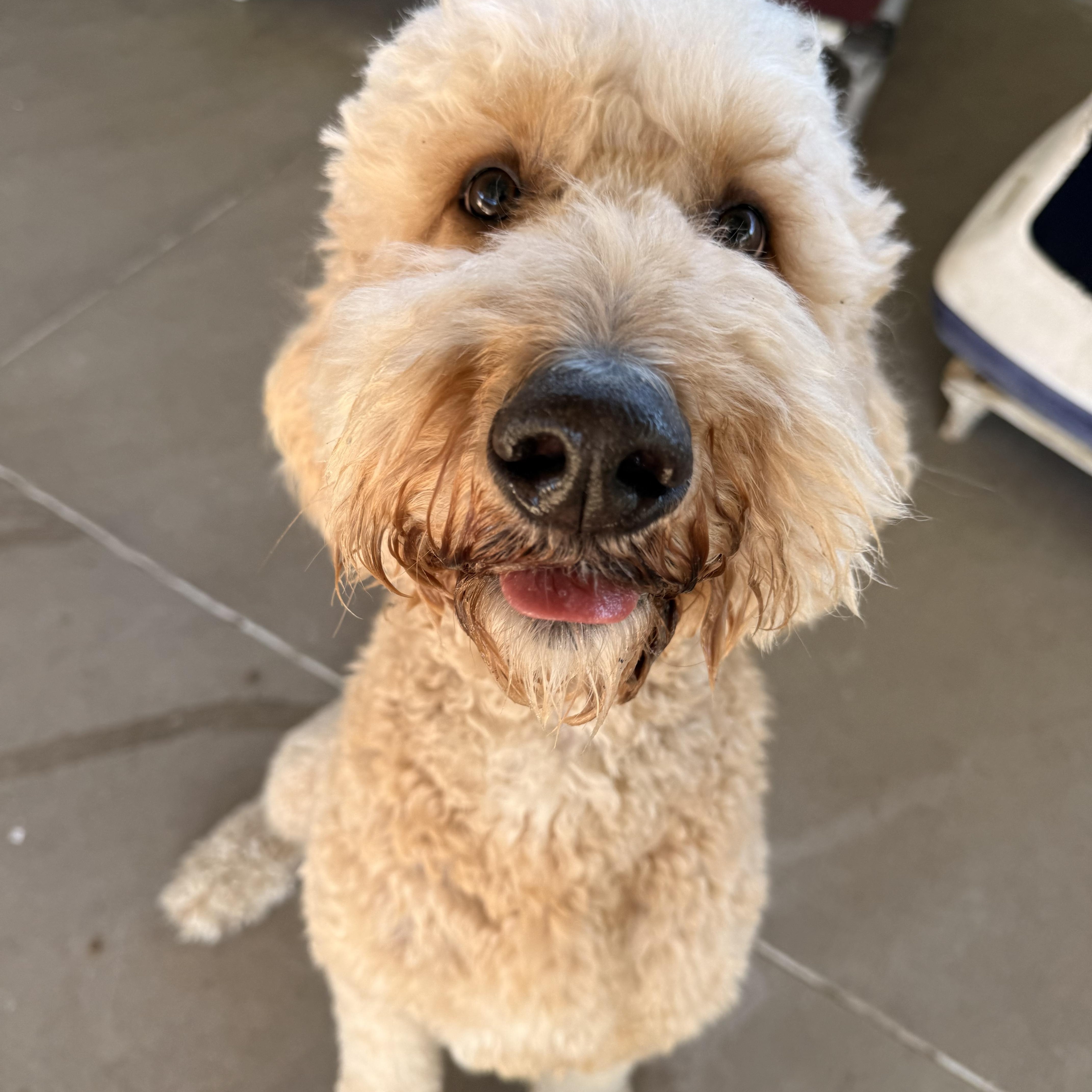 Enlarge Scottie, a Adoptable Goldendoodle in Pacific, MO image 1/3