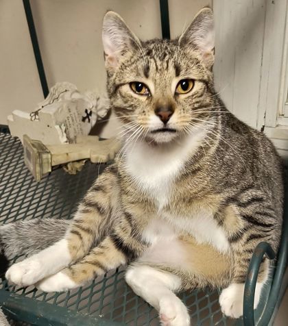 Enlarge Dudley, a Adoptable mixed breed in Williamsport, PA image 2/3