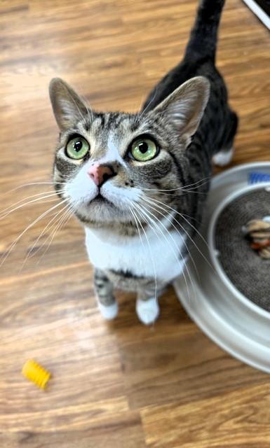 Simba, adopted, Adult Male Domestic Short Hair.