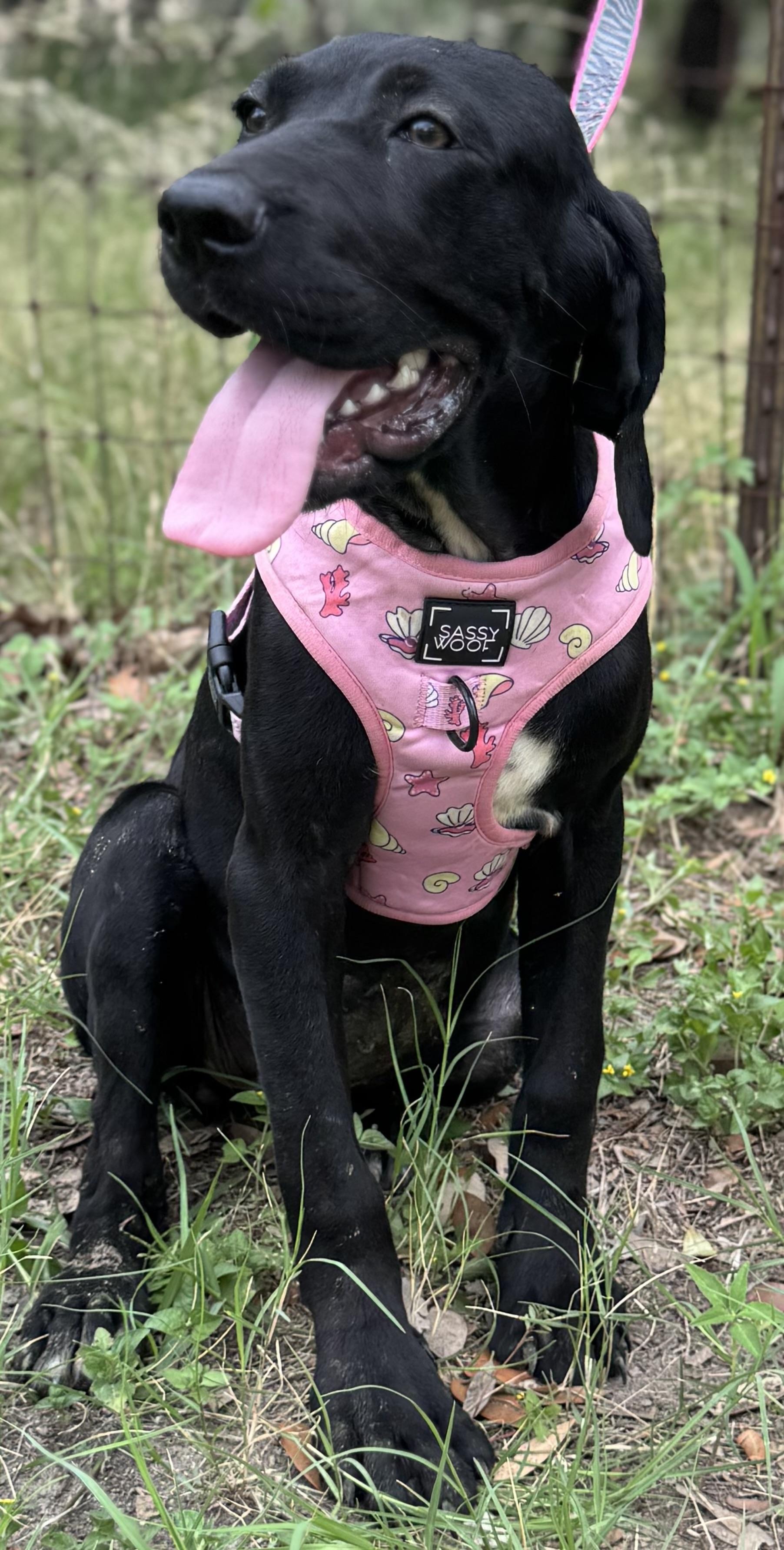 Enlarge Ekko, a Adoptable mixed breed in Parsippany, NJ image 3/5