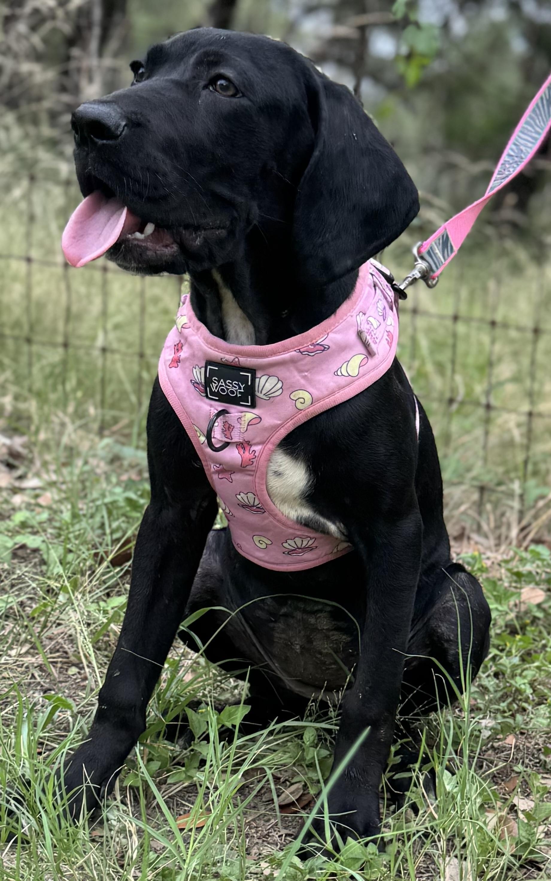 Ekko, Adoptable, Puppy Female German Shorthaired Pointer & Cane Corso.