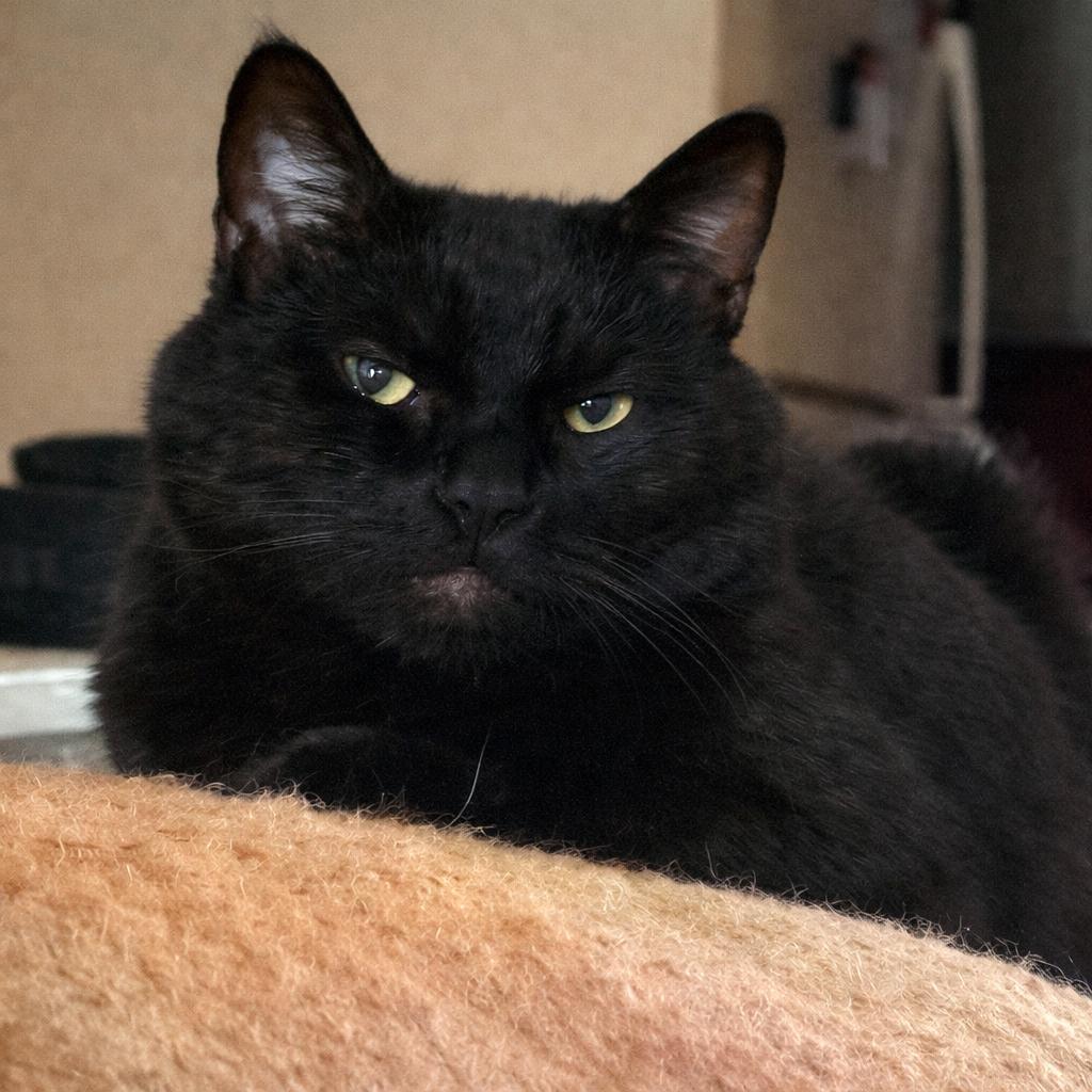 Ryder, Adoptable, Adult Male Domestic Short Hair.