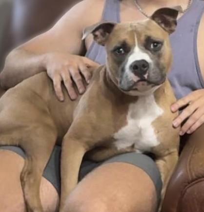 Enlarge COMET, a Adopted mixed breed in Palm City, FL image 1/1