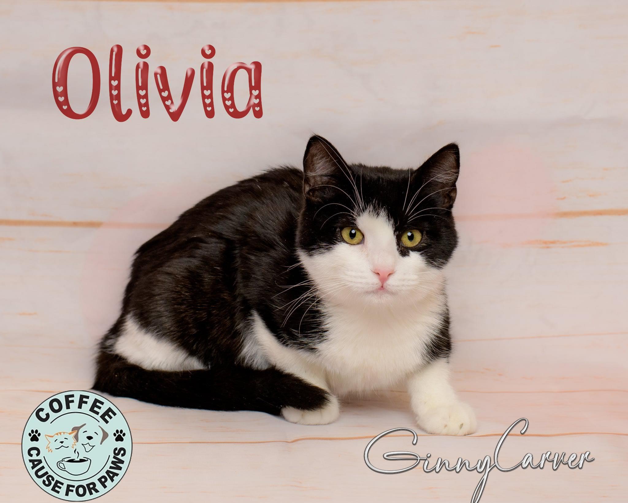 Olivia, ADOPTABLE, Young Female Domestic Short Hair.