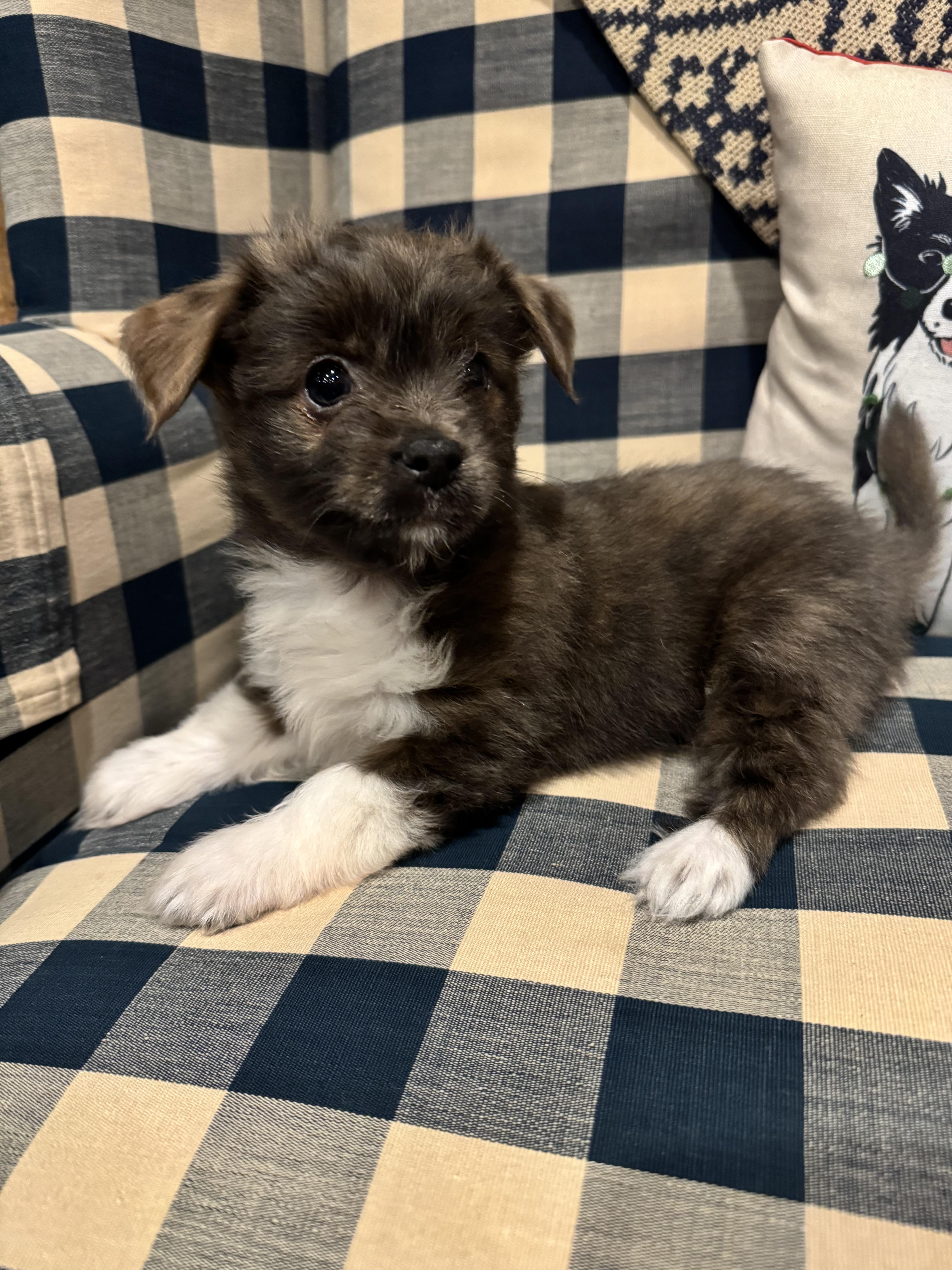 Enlarge Monroe, a Adopted mixed breed in Berlin, NJ image 1/3