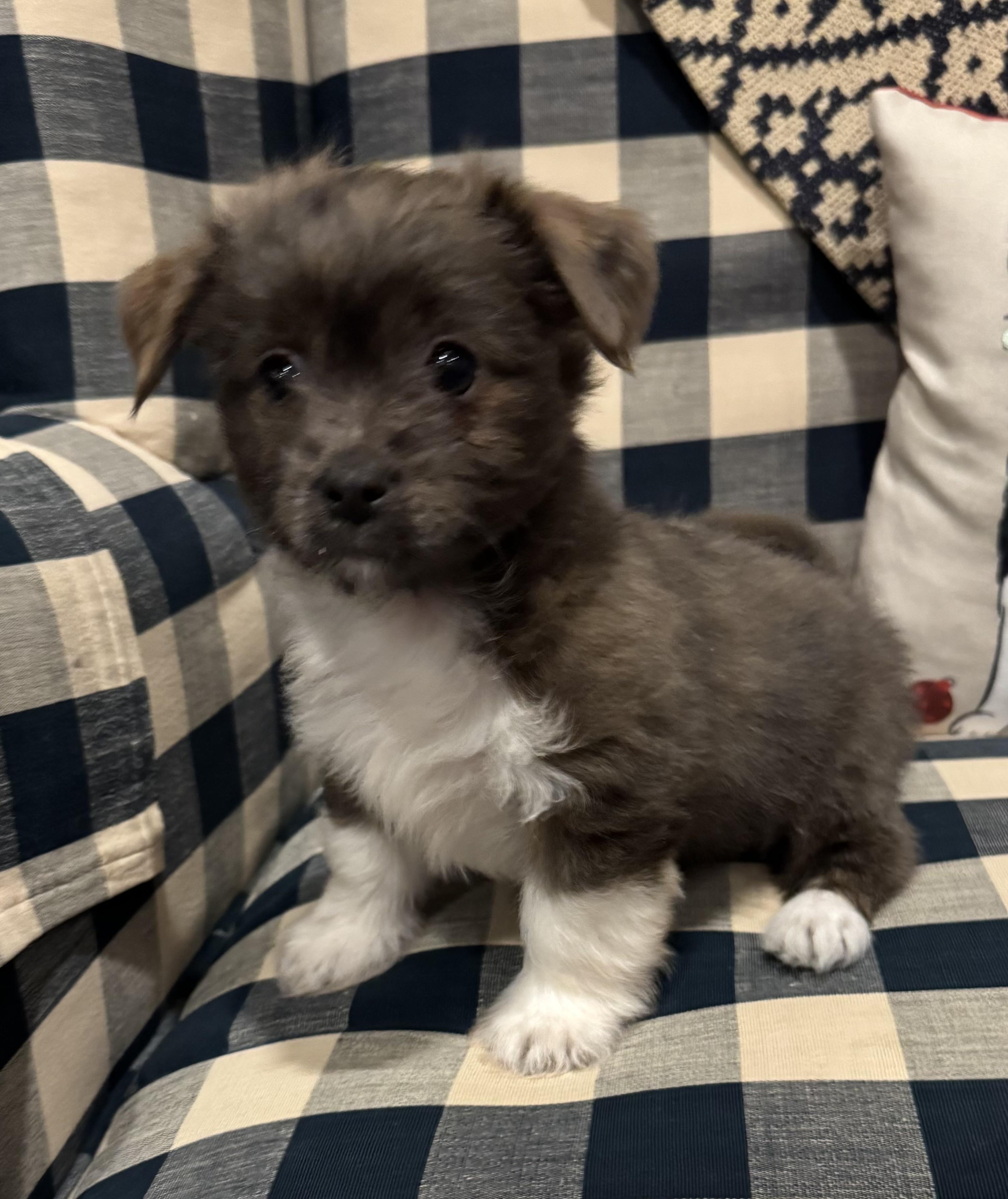 Enlarge Monroe, a Adopted mixed breed in Berlin, NJ image 2/3