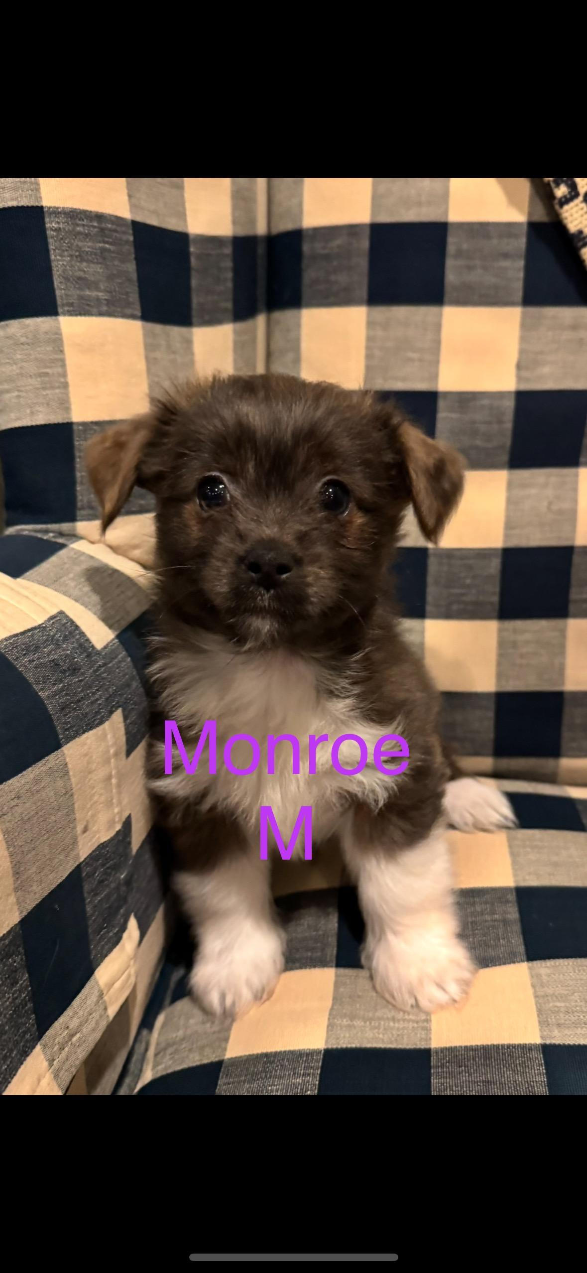 Enlarge Monroe, a Adopted mixed breed in Berlin, NJ image 3/3