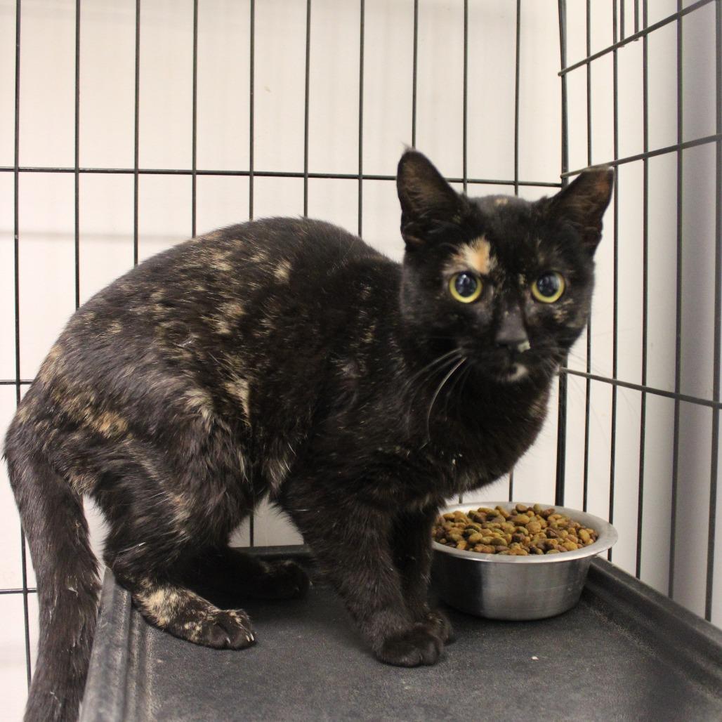 Spitfire, Adoptable, Young Female Domestic Short Hair.