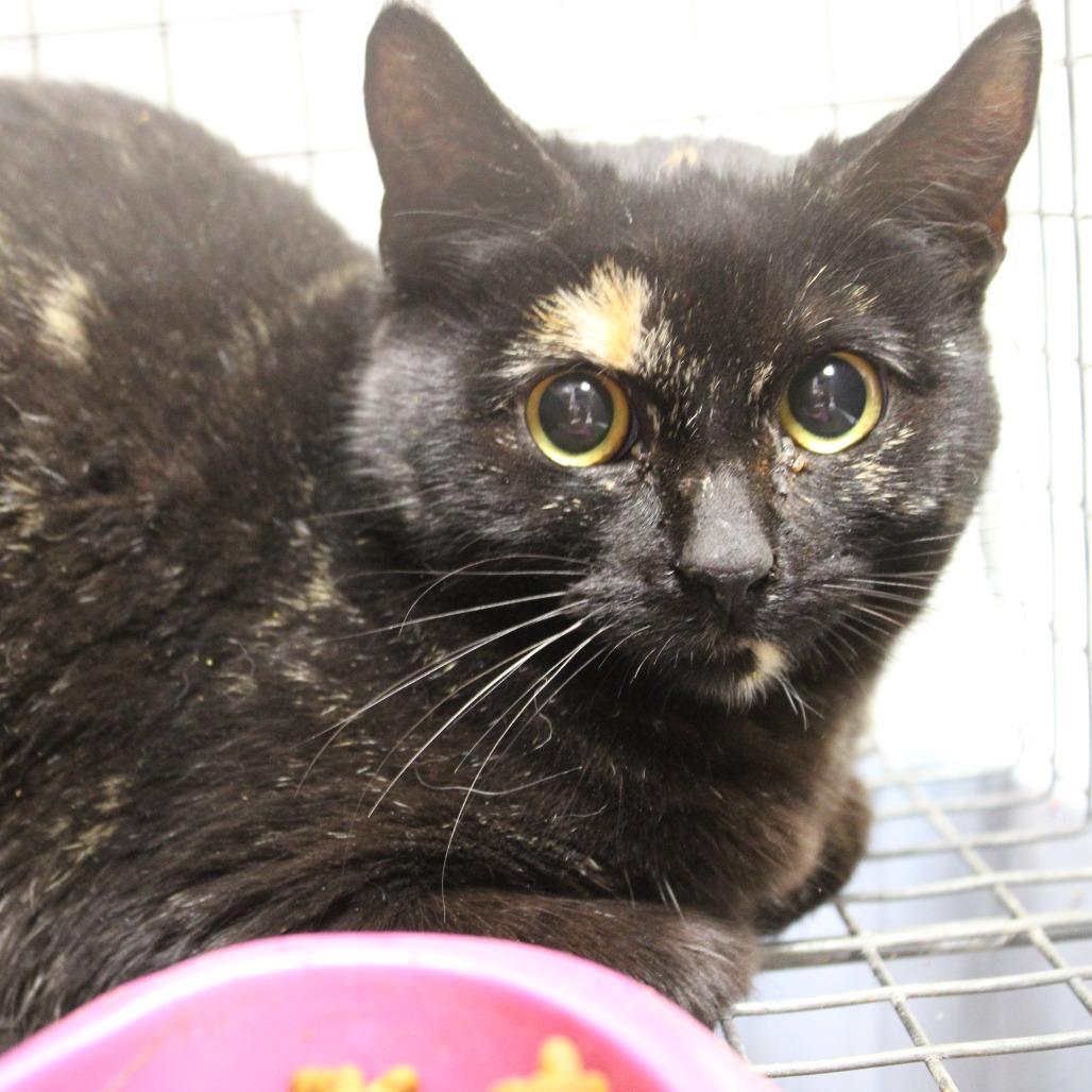 Spitfire, Adoptable, Young Female Domestic Short Hair.