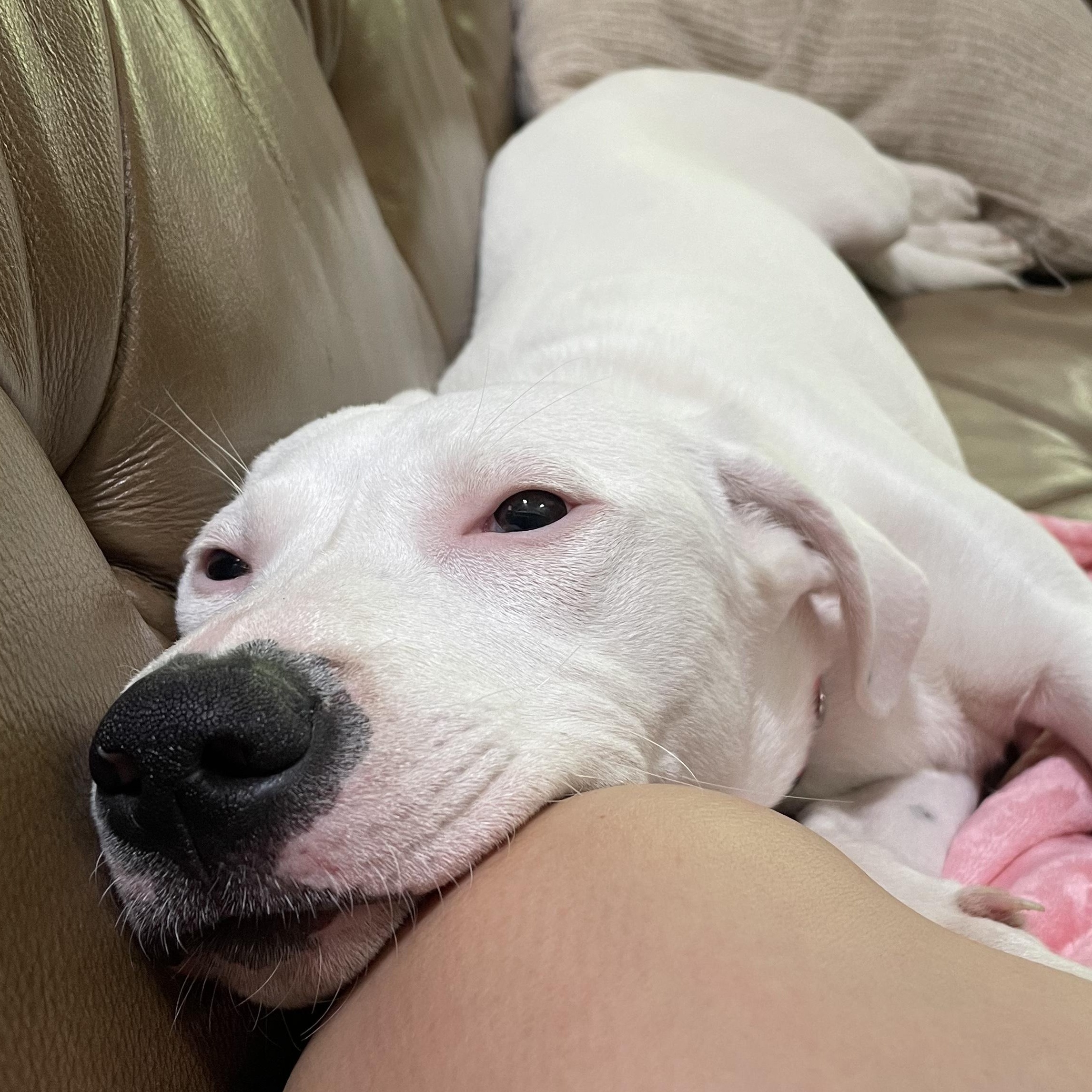 Betty White, a Adoptable mixed breed in Richmond, VA image 4/6