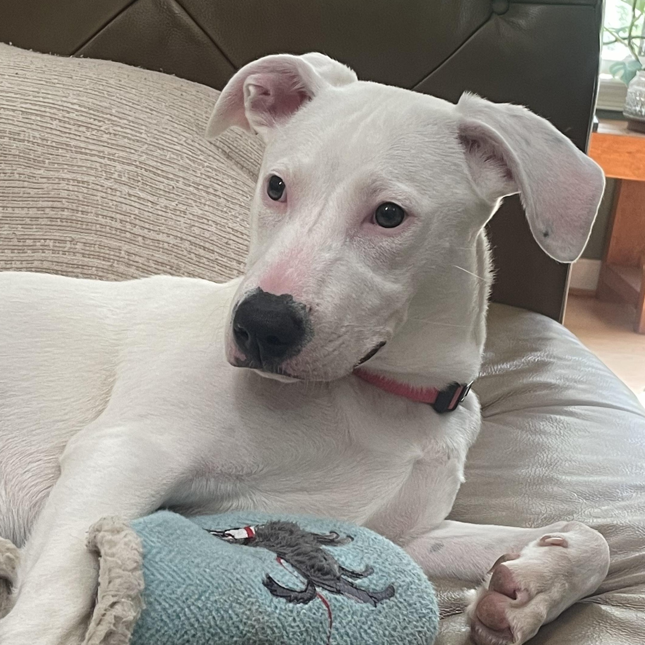 Betty White, a Adoptable mixed breed in Richmond, VA image 3/6