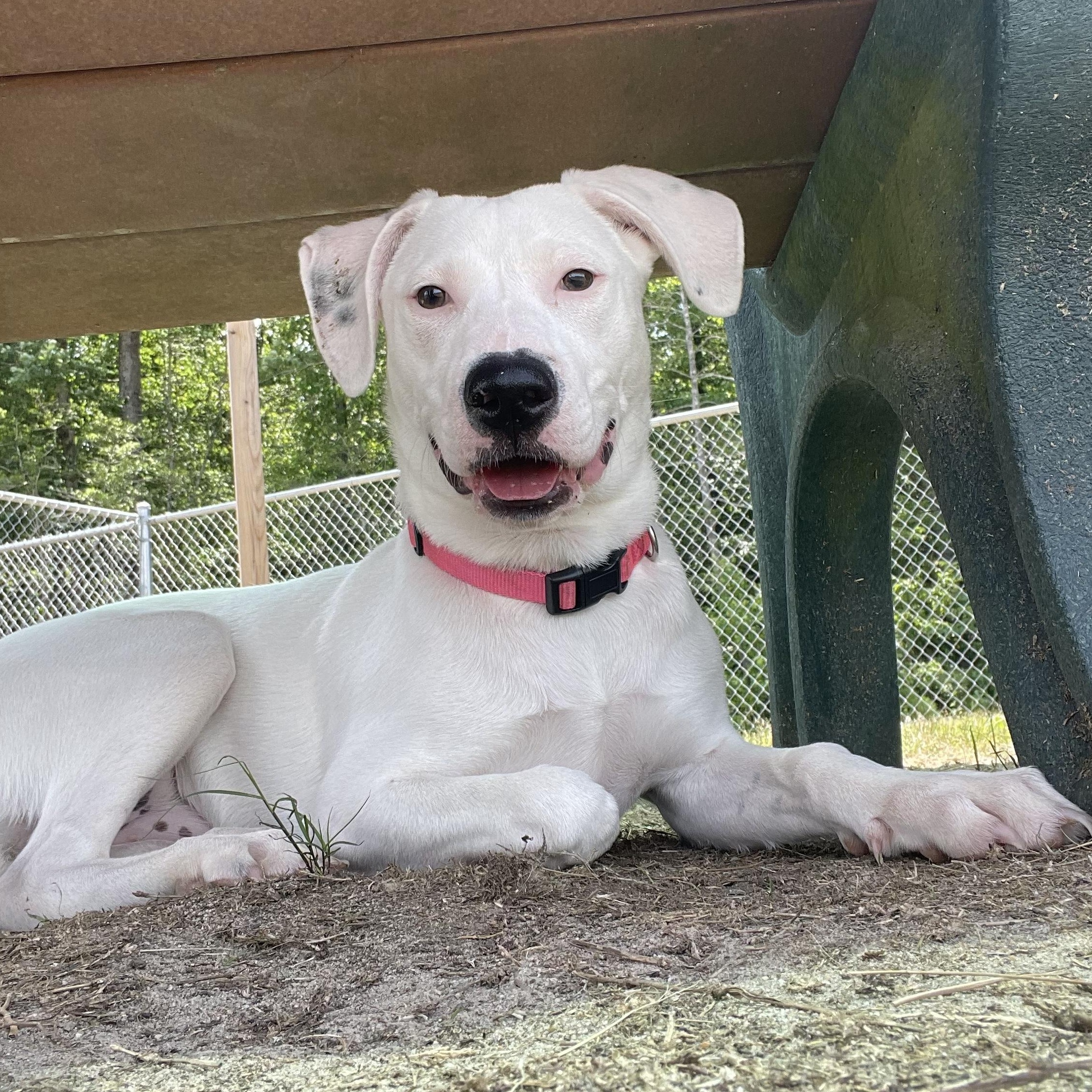 Betty White, a Adoptable mixed breed in Richmond, VA image 1/6