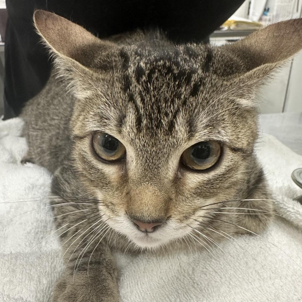 Marcel, Adoptable, Kitten Male Domestic Short Hair.