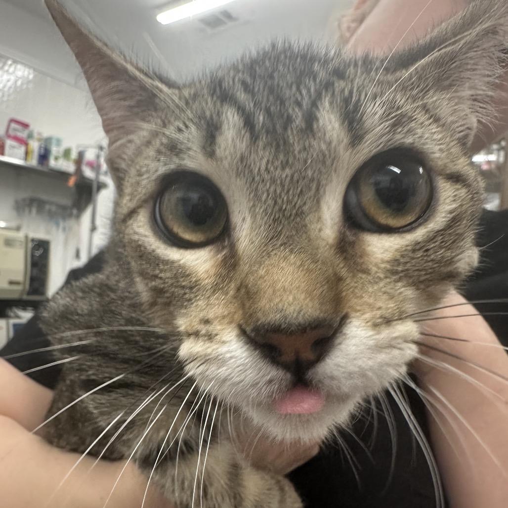 Enlarge Marcel, a Adoptable Domestic Short Hair in Folsom, LA image 2/2
