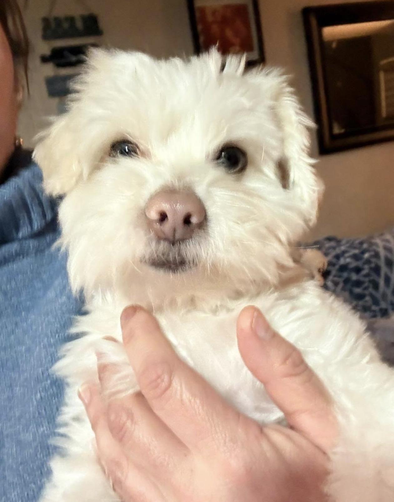 Cody, adoptable, Adult Male Maltipoo.