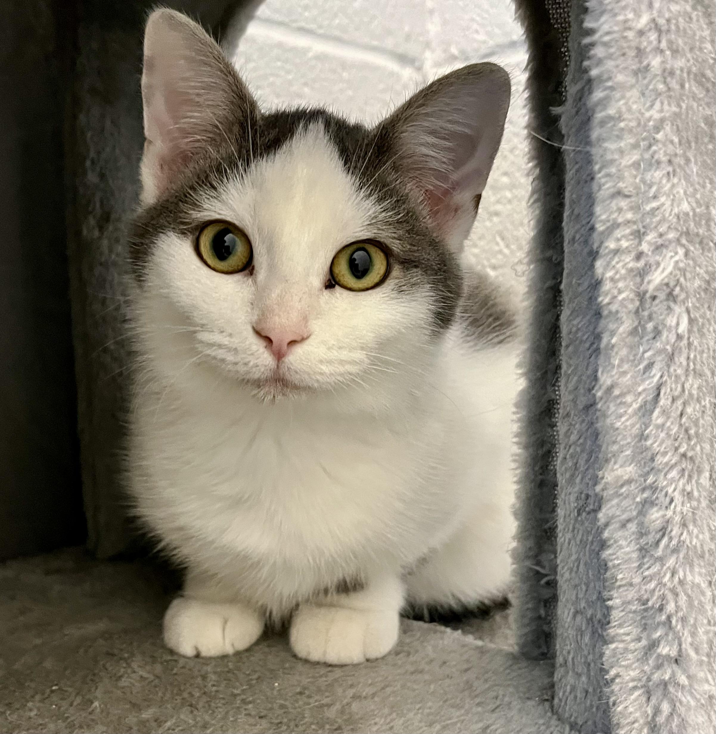 Enlarge Corndog, a Adoptable Domestic Short Hair in Seville, OH image 1/1