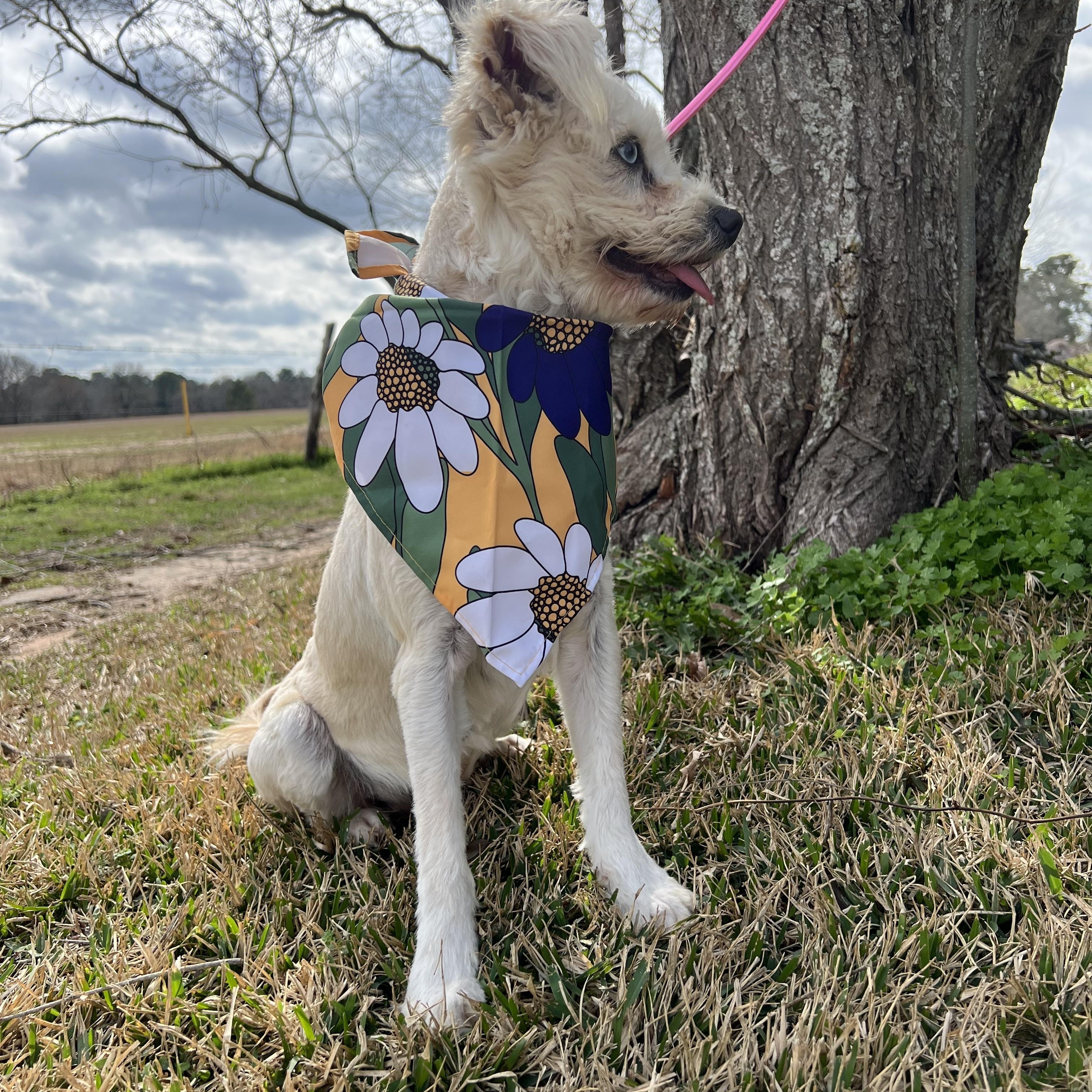 Enlarge CHELSEY, an adopted West Highland White Terrier / Westie in Seattle, WA image 4/6
