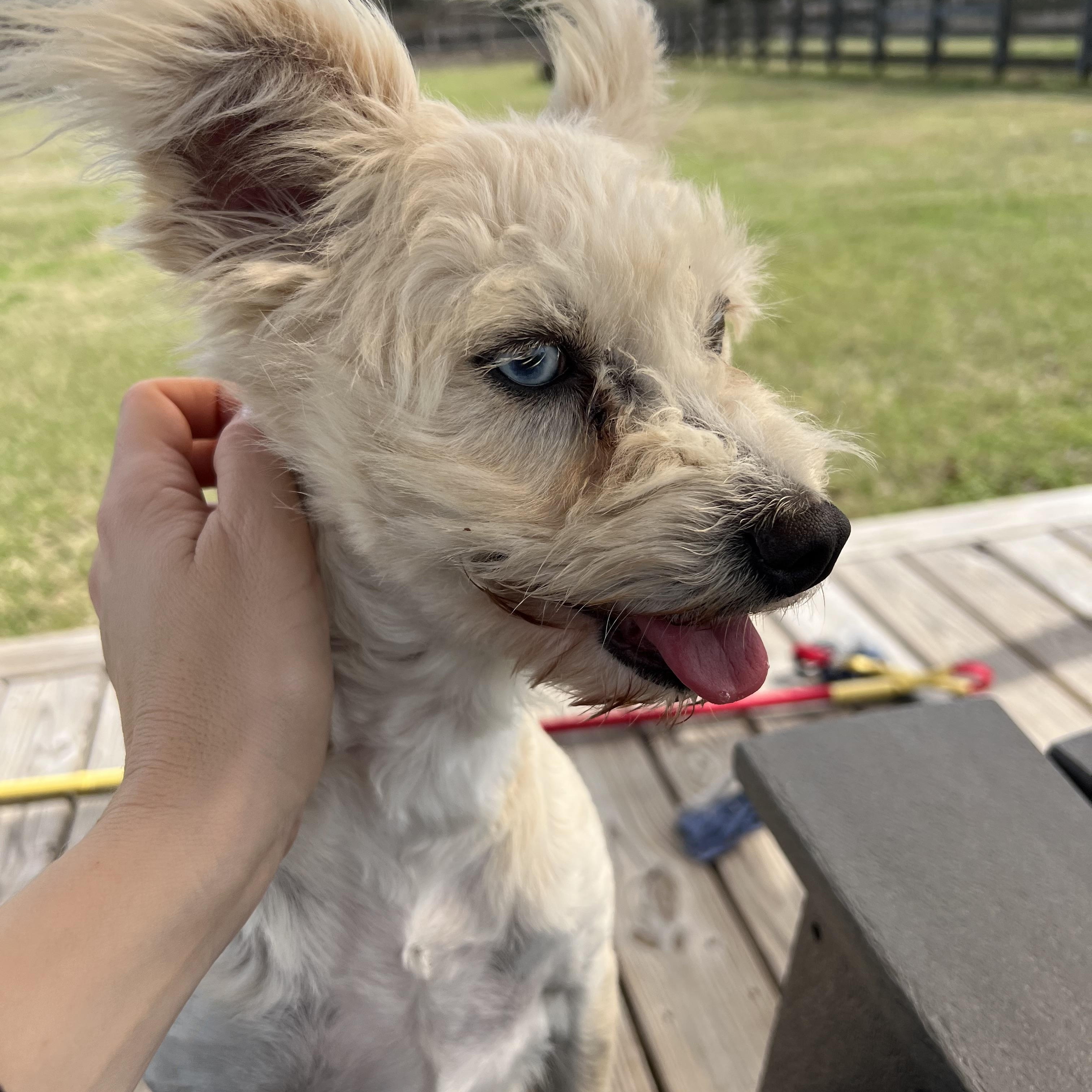 Enlarge CHELSEY, an adopted West Highland White Terrier / Westie in Seattle, WA image 5/6