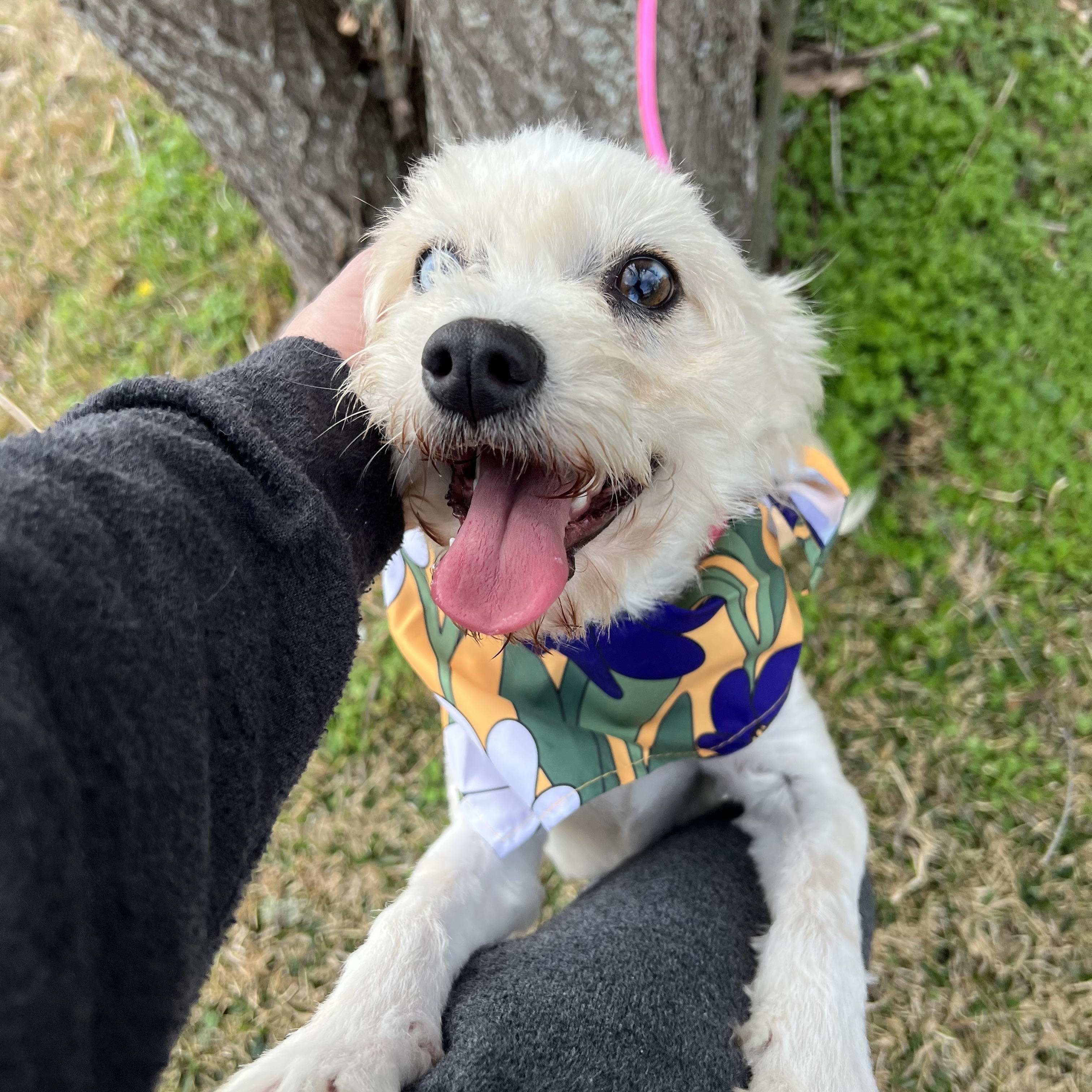 Enlarge CHELSEY, an adopted West Highland White Terrier / Westie in Seattle, WA image 2/6