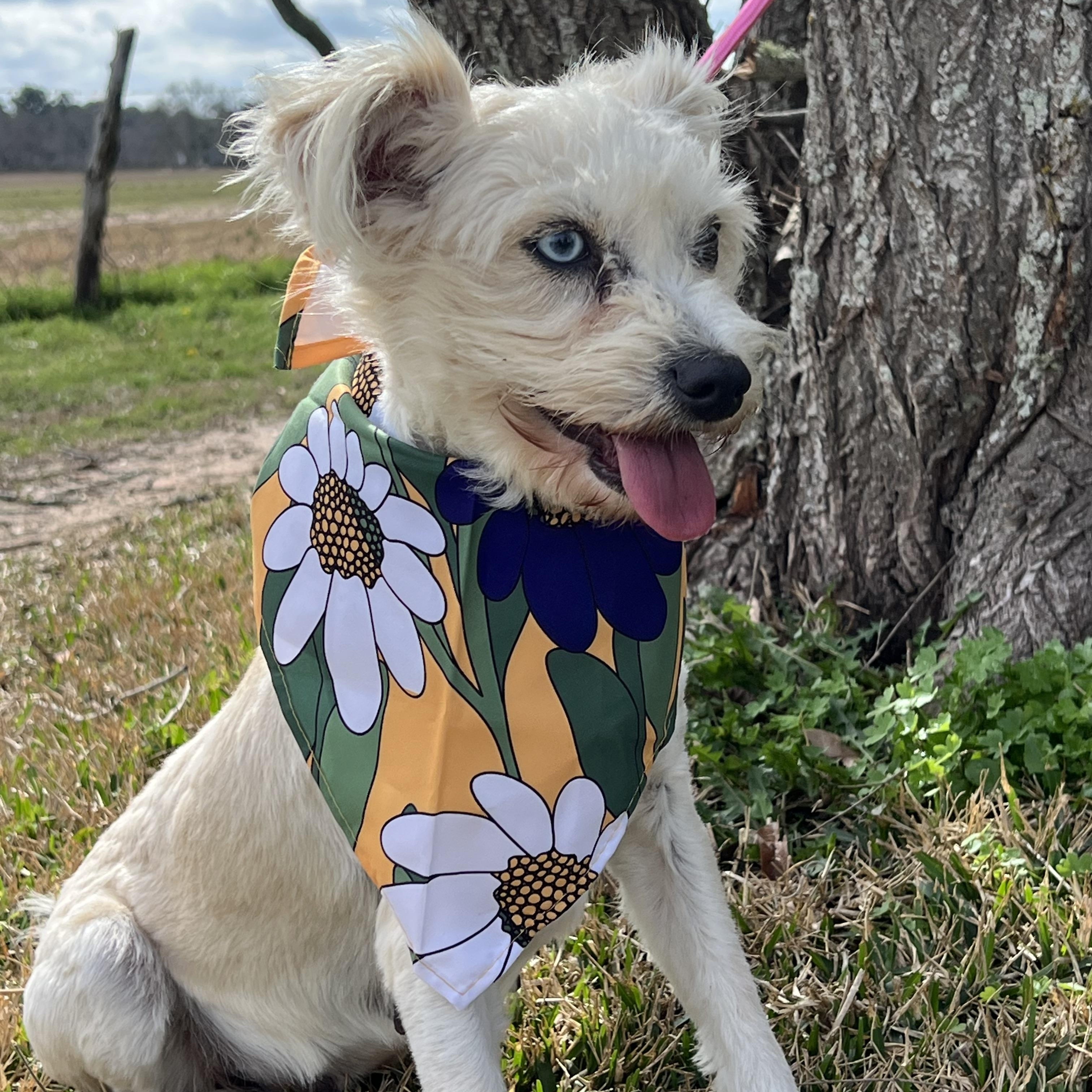 Enlarge CHELSEY, an adopted West Highland White Terrier / Westie in Seattle, WA image 3/6