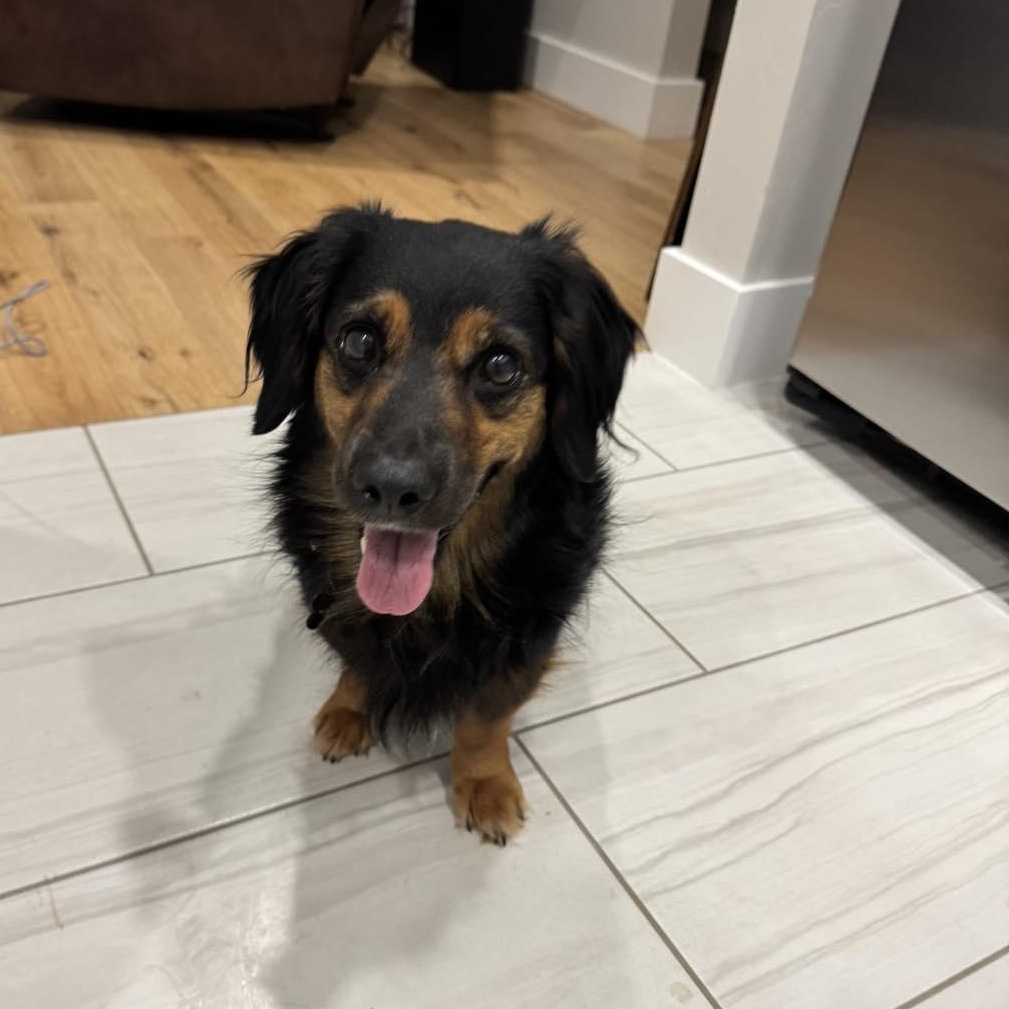 Hazel, adopted, Young Female Dachshund.