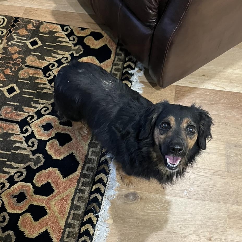 Hazel, an adopted mixed breed in Yukon, OK image 2/3