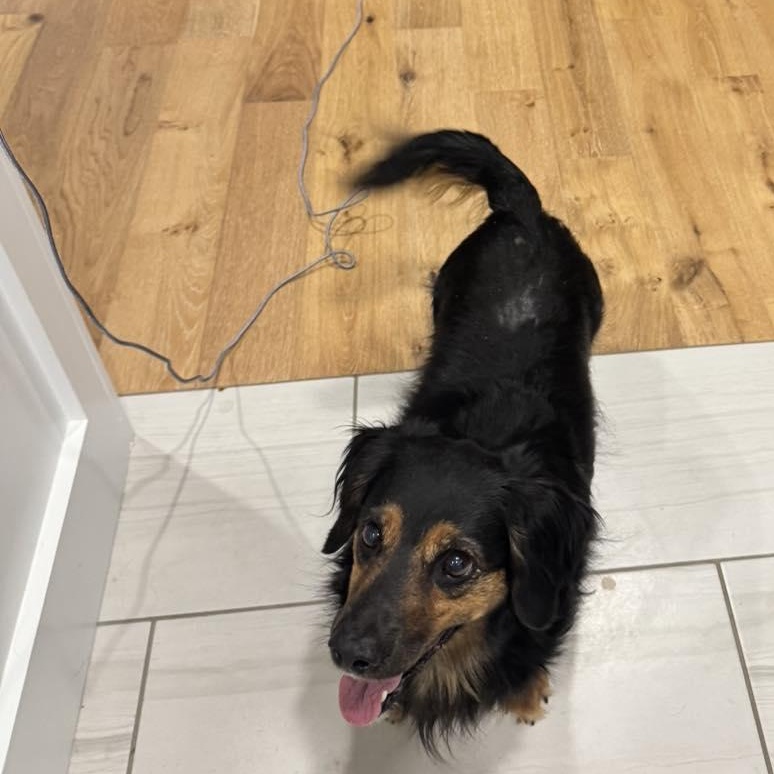 Hazel, an adopted mixed breed in Yukon, OK image 3/3