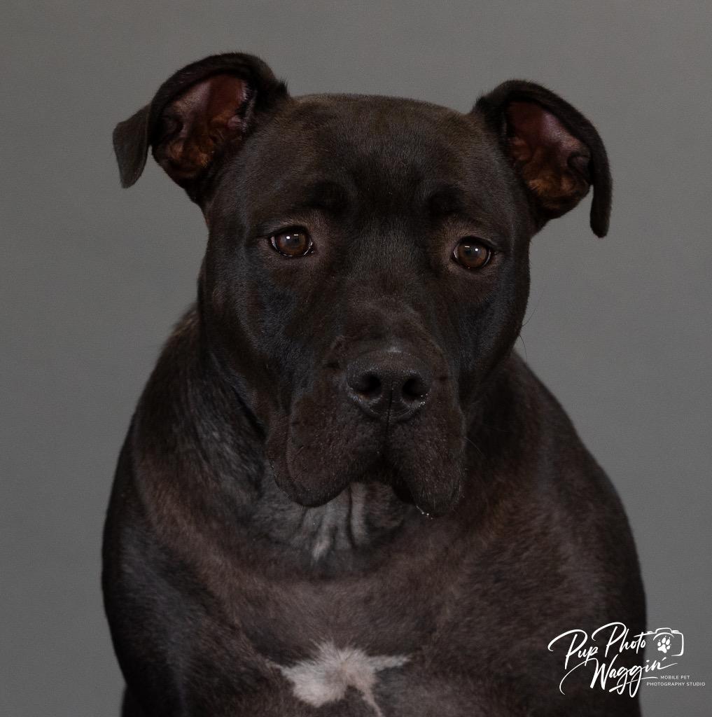 TJ- JT Service, Adoptable, Adult Female Cane Corso & Pit Bull Terrier.