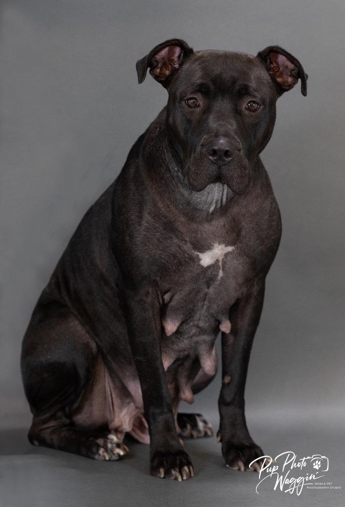 Enlarge TJ- JT Service, a Adoptable mixed breed in Claremore, OK image 2/4