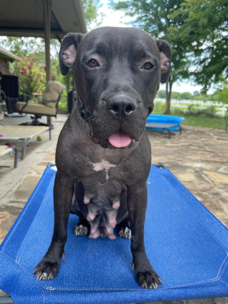 Enlarge TJ- JT Service, a Adoptable mixed breed in Claremore, OK image 3/4