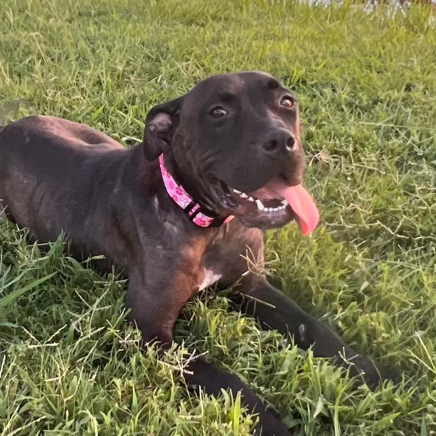 Enlarge TJ- JT Service, a Adoptable mixed breed in Claremore, OK image 4/4