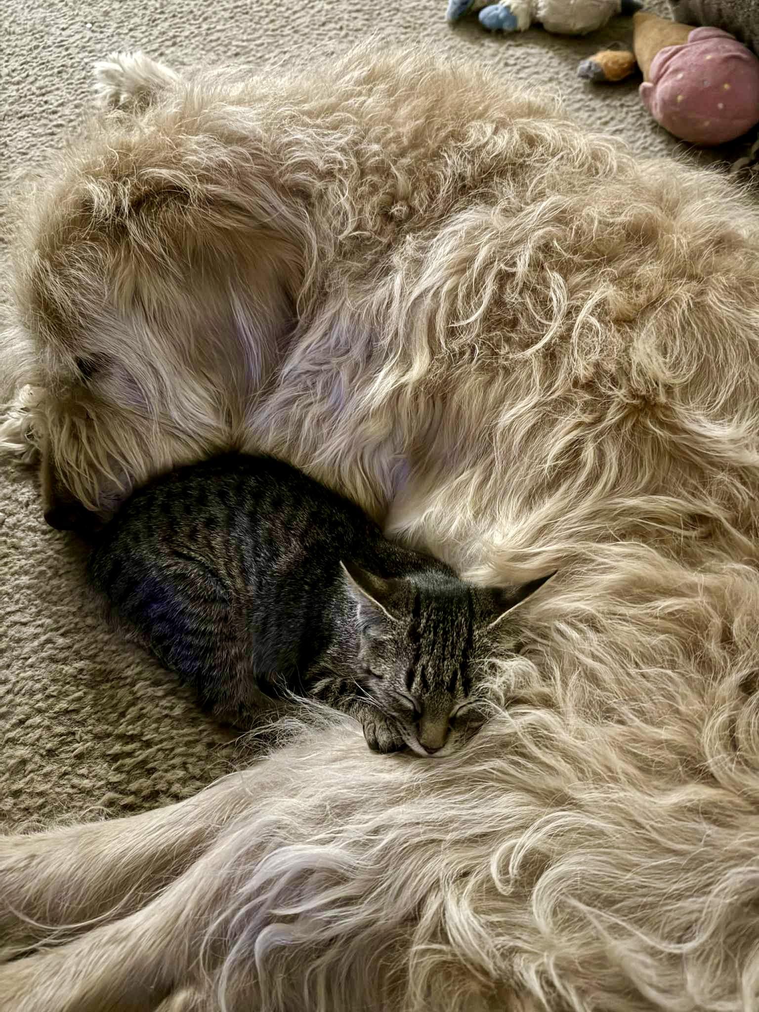 Enlarge Willow & Fern, a Adopted Tabby in Indian Trail, NC image 3/3