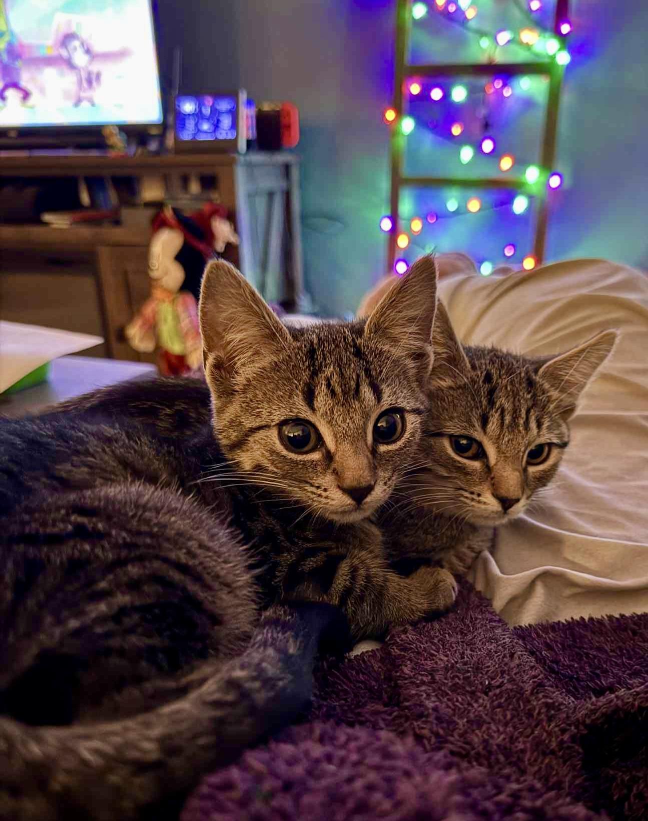 Enlarge Willow & Fern, a Adopted Tabby in Indian Trail, NC image 2/3