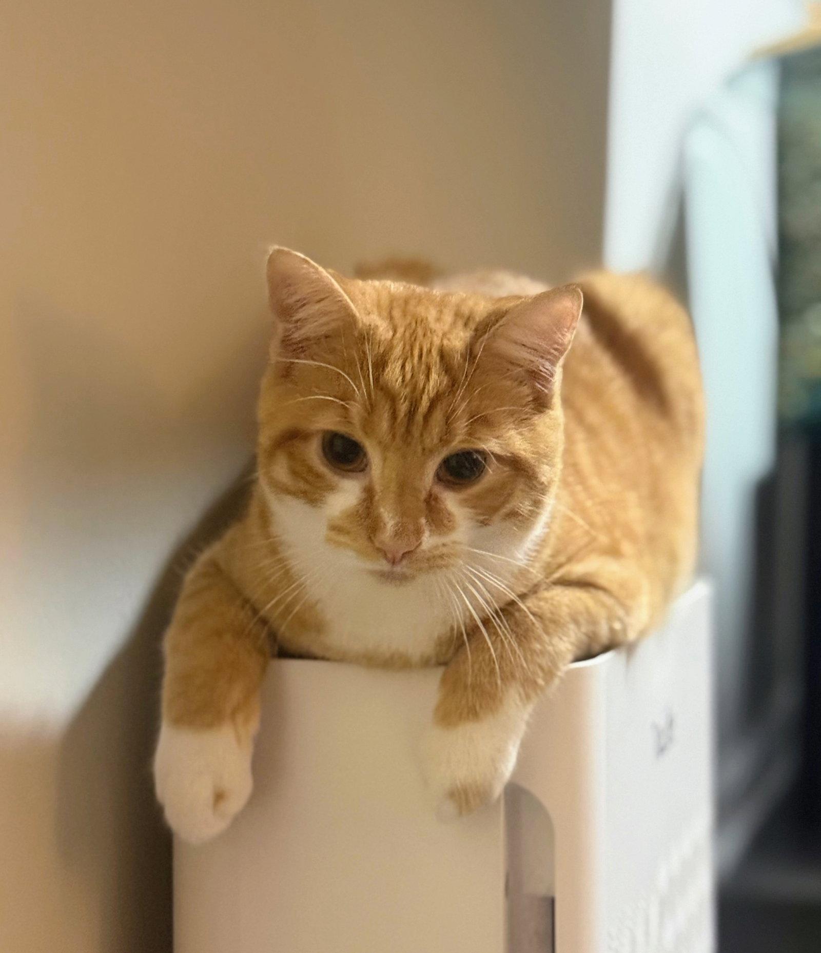 Enlarge Cypher, a Adoptable Domestic Short Hair in Leesburg, VA image 1/3