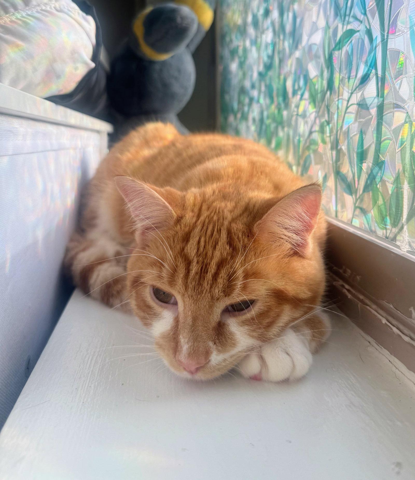 Enlarge Cypher, a Adoptable Domestic Short Hair in Leesburg, VA image 2/3