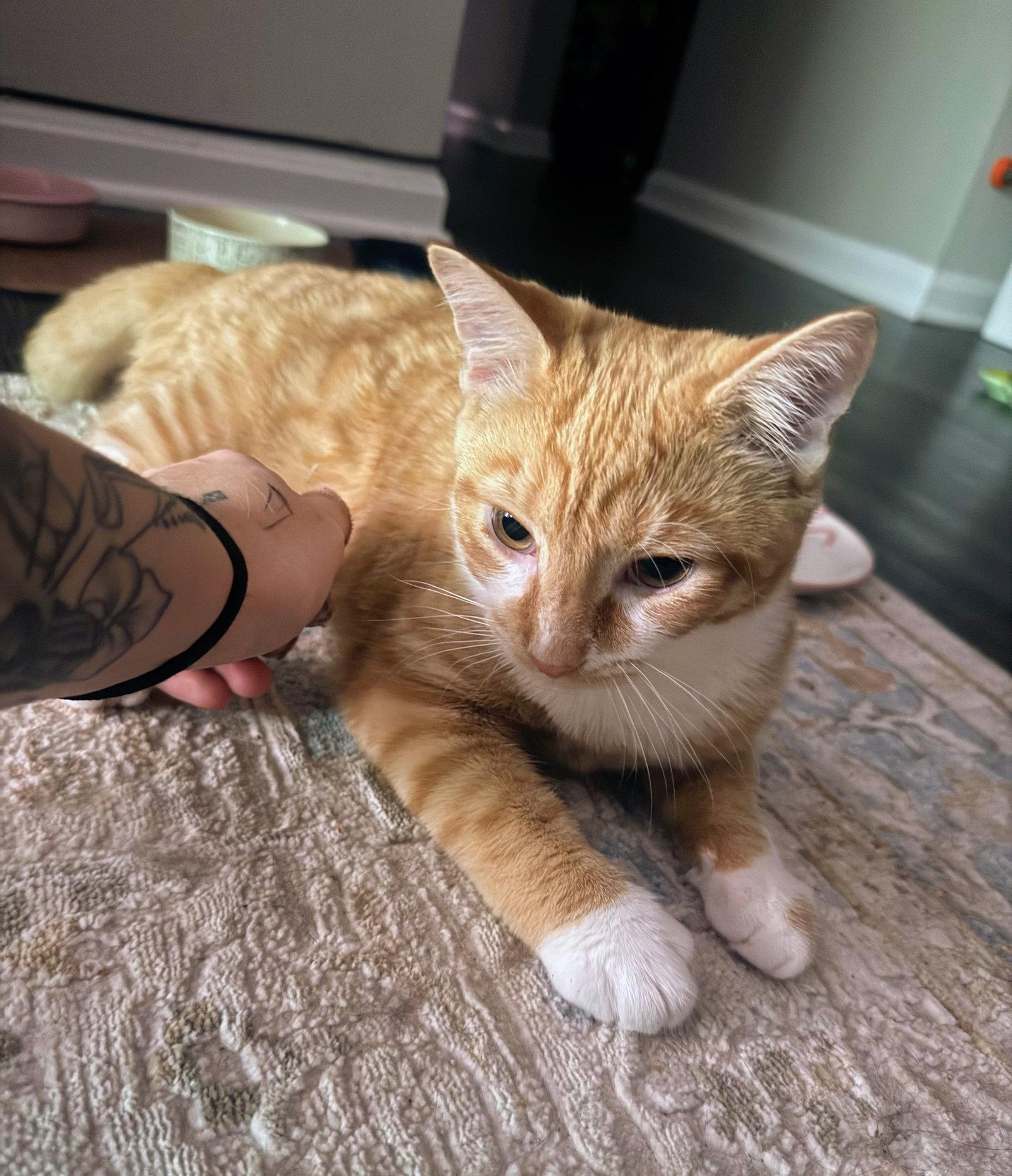 Enlarge Cypher, a Adoptable Domestic Short Hair in Leesburg, VA image 3/3