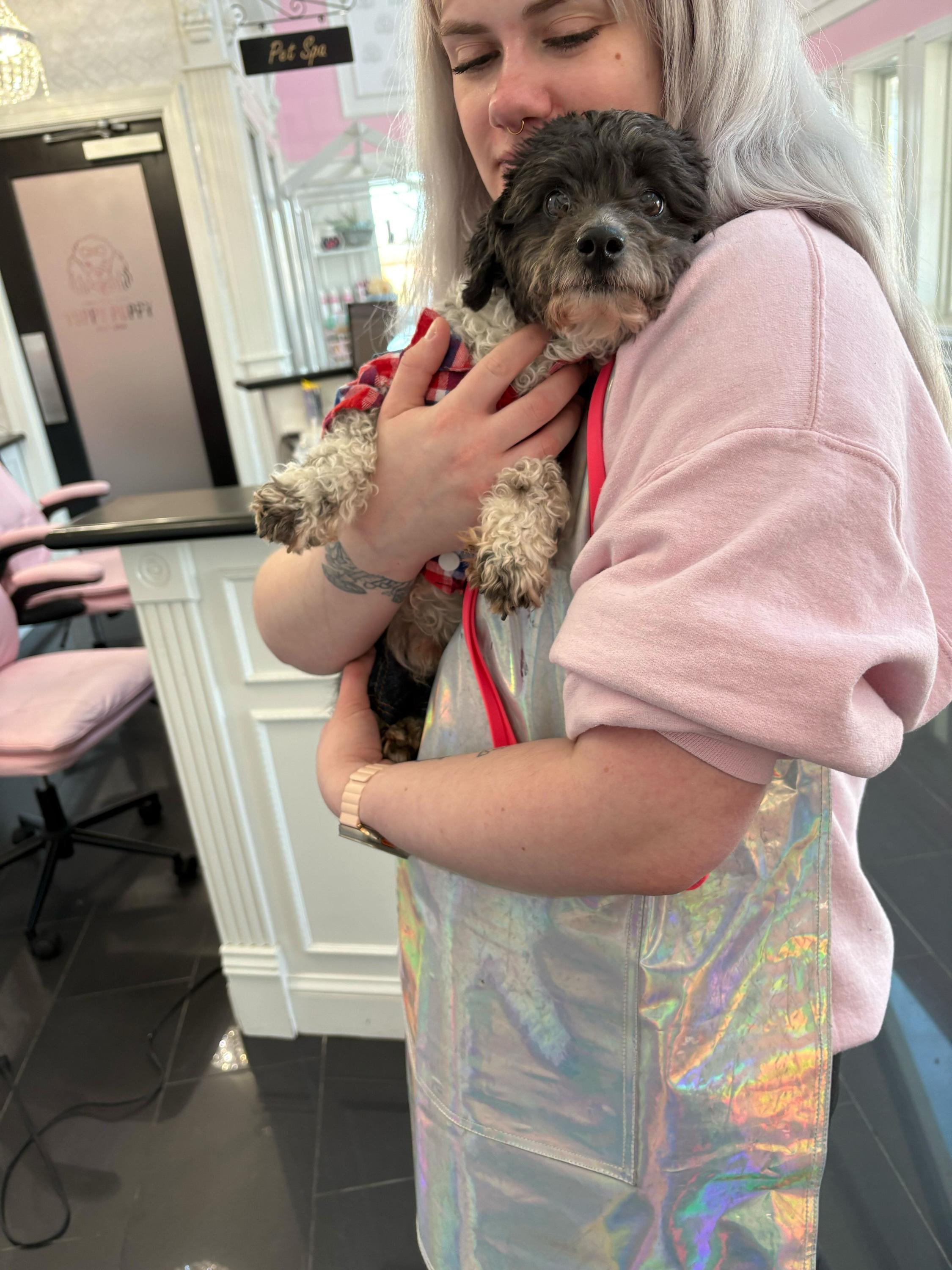 Wallace , adopted, Adult Male Havanese & Miniature Poodle.