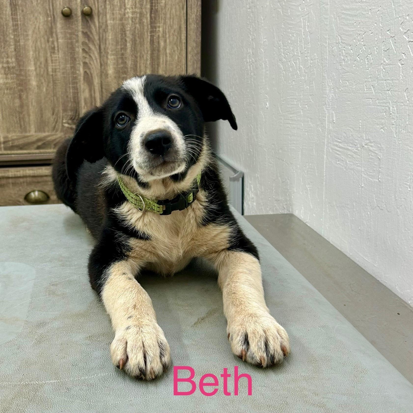 Beth, Baby Female Border Collie