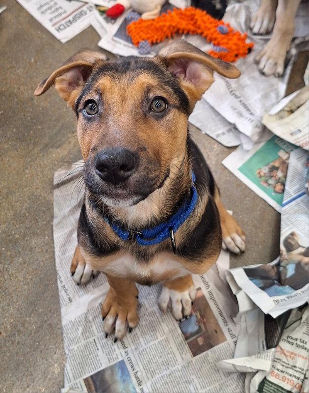 Hansel, Adopted, Puppy Male Shepherd.