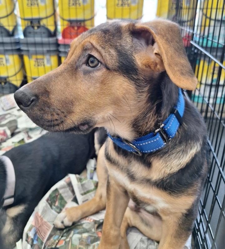 Enlarge Hansel, a Adopted Shepherd in House Springs, MO image 2/2
