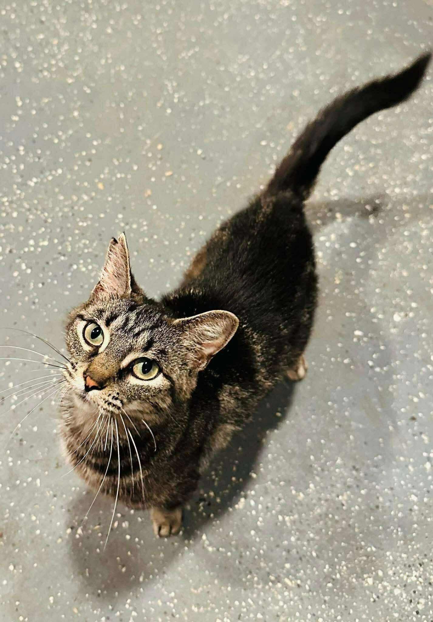 Kat, an adoptable Tabby in Brooks, ME, 04921 | Photo Image 1