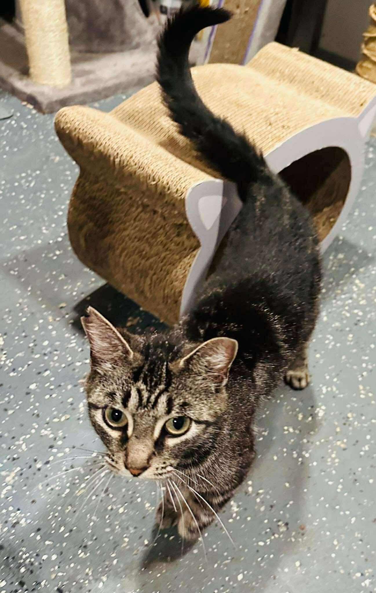 Kat, an adoptable Tabby in Brooks, ME, 04921 | Photo Image 2