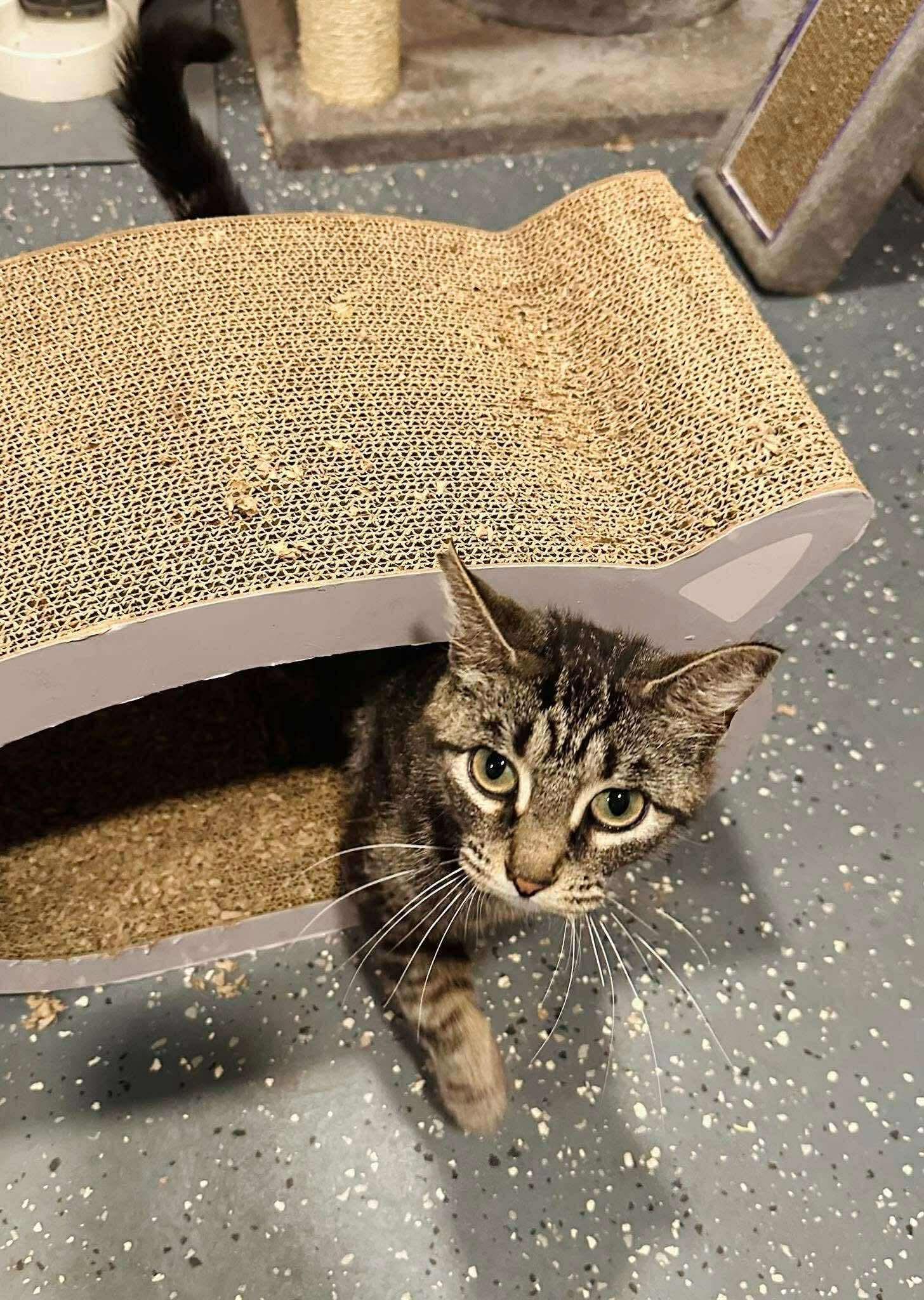 Kat, an adoptable Tabby in Brooks, ME, 04921 | Photo Image 3