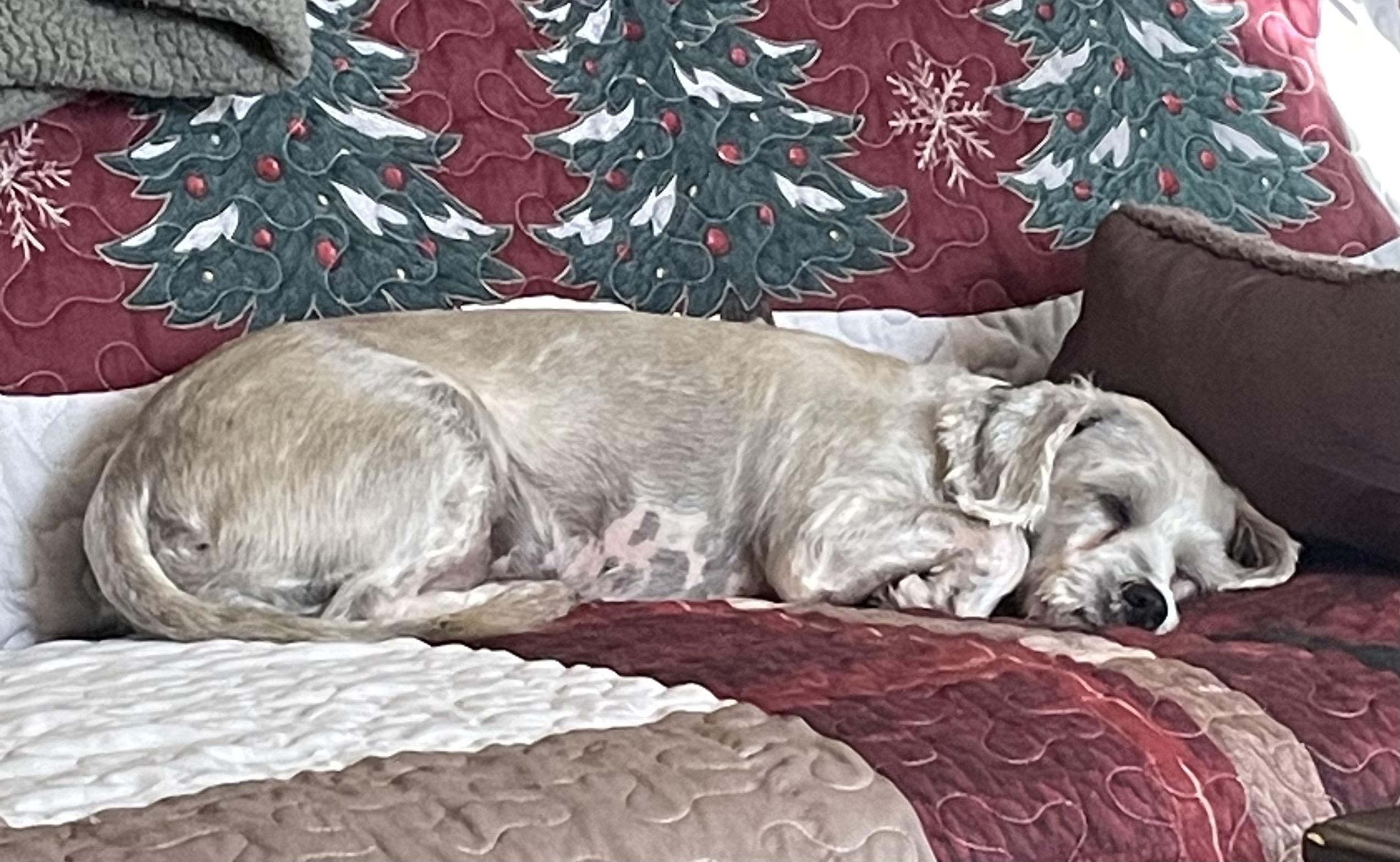 Enlarge Flower, an adopted Mixed Breed in Rochester , NY image 5/6